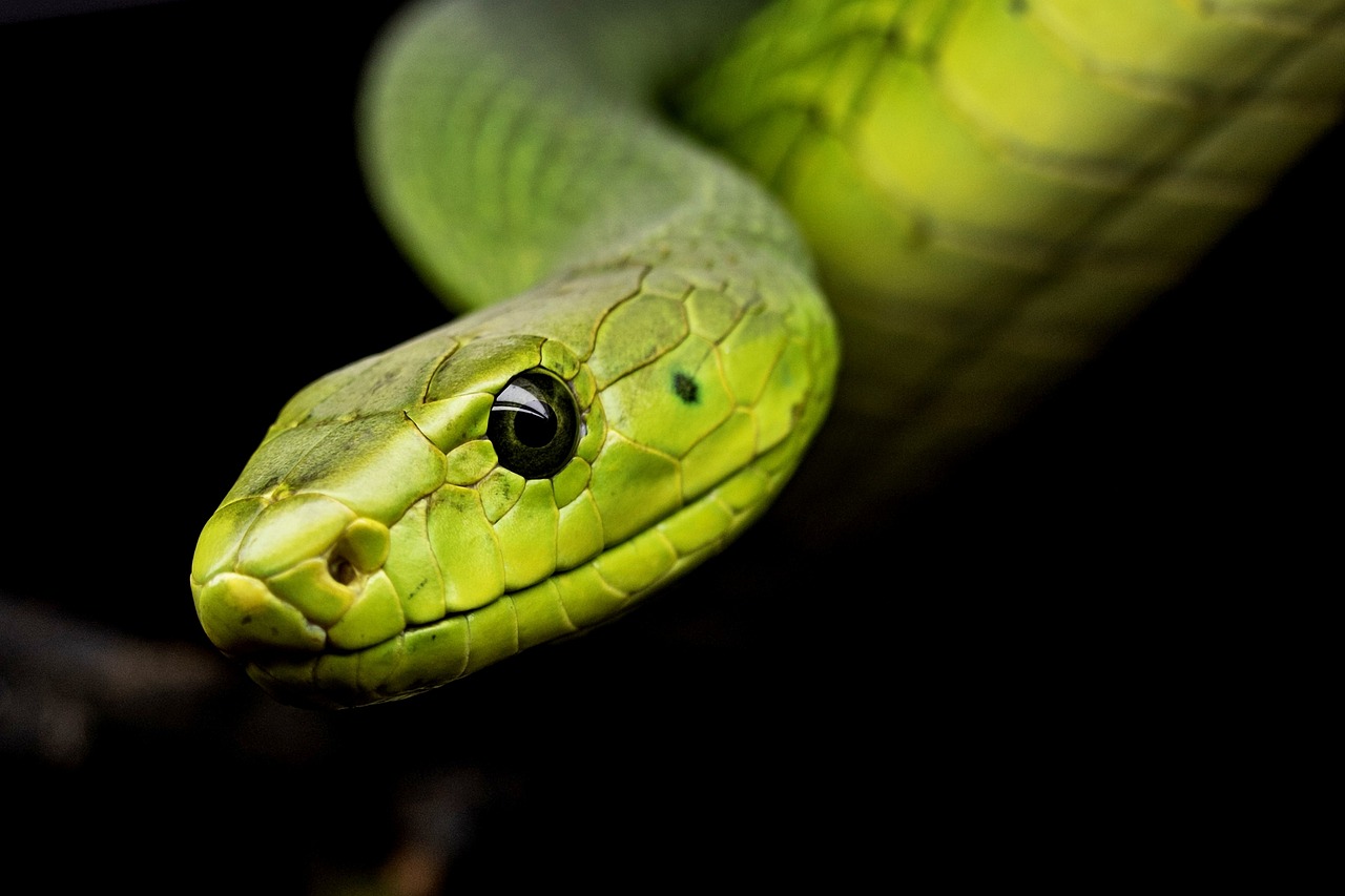 Einführung in die Python Grundlagen: Lerne die Basics leicht verständlich!