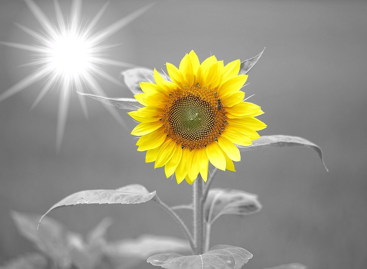 Embrace Positivity: How to Cultivate Daily Optimism